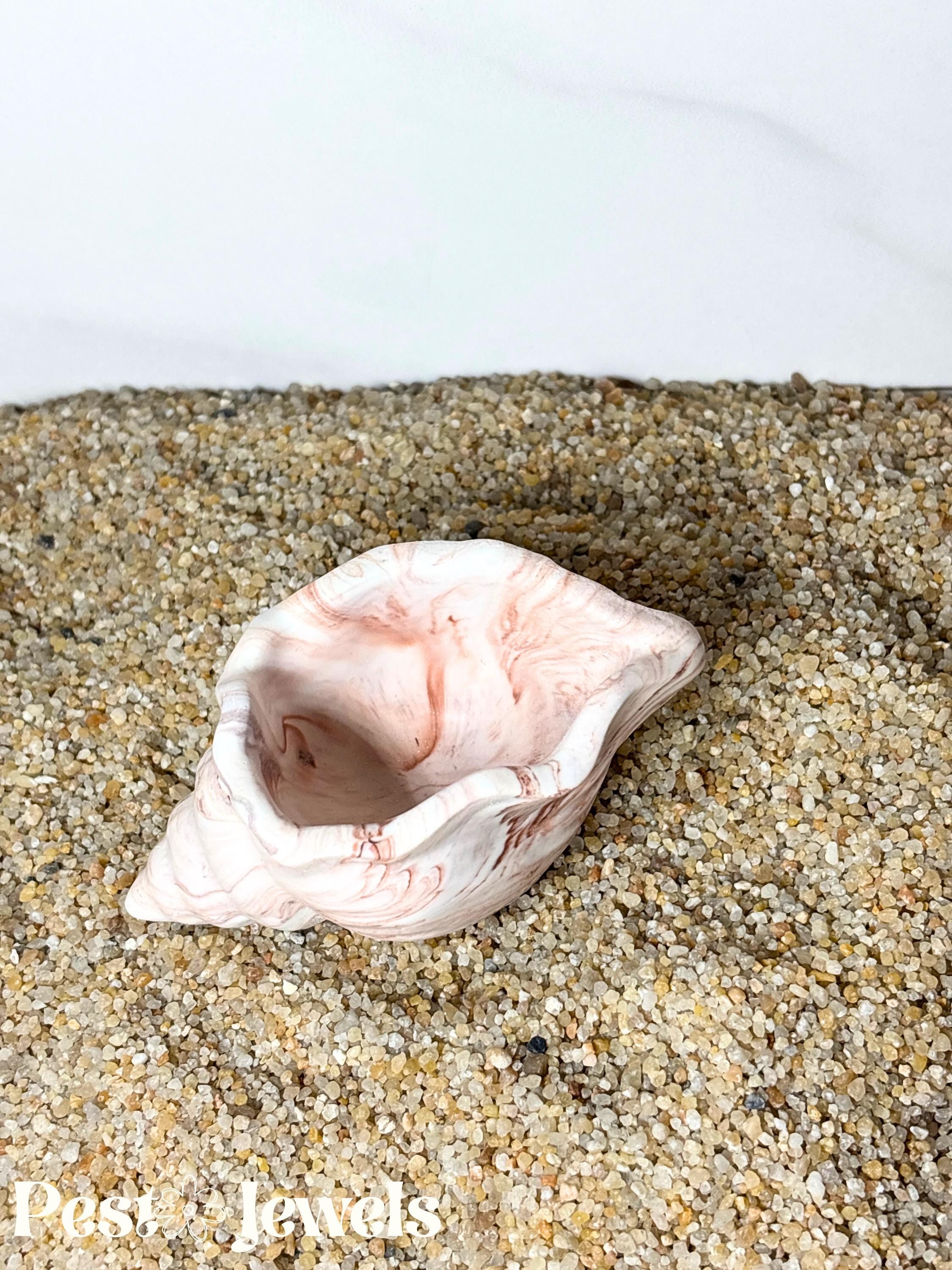 Connie - Coquillage vide-poche